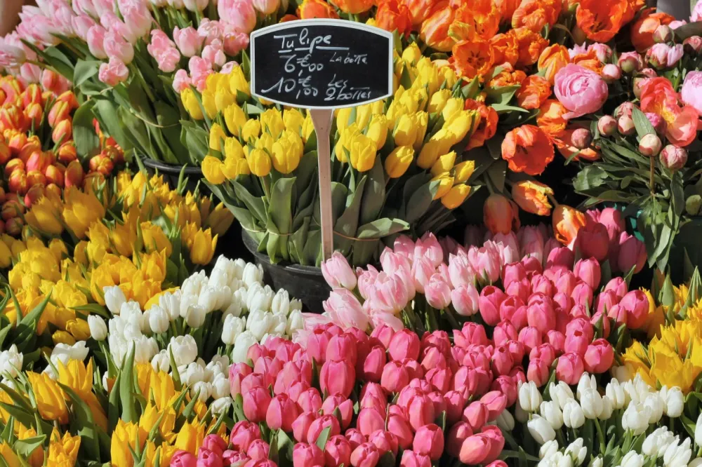 Fleur à Valentigney