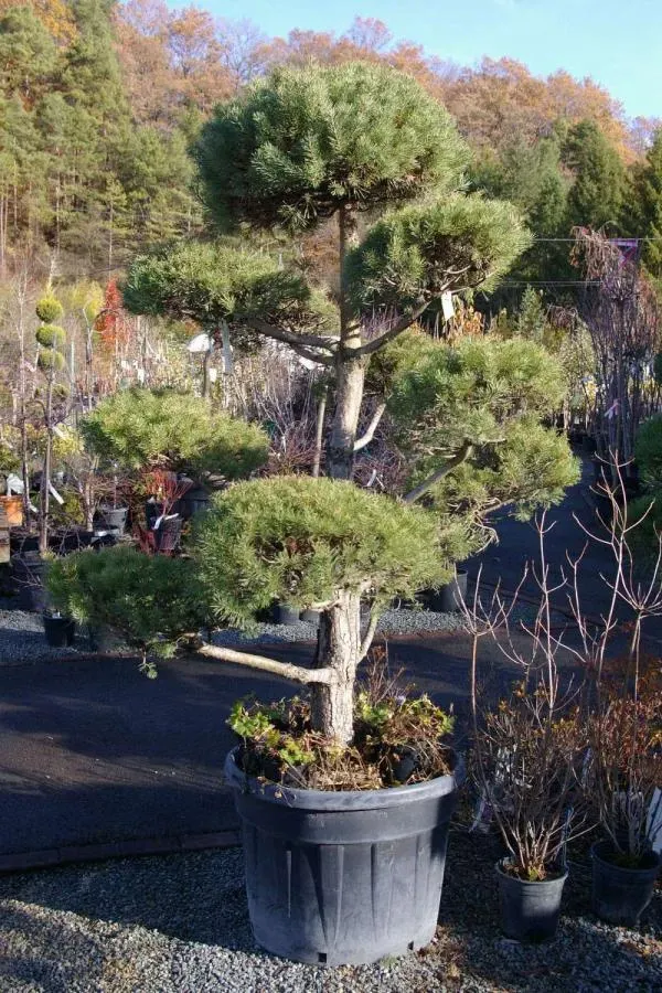 Arbre à Valentigney